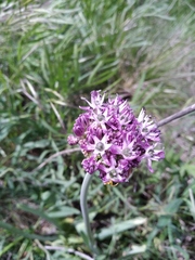 Allium cyrillii
