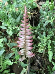 Blechnum parrisiae