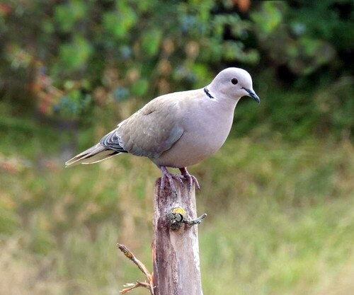 Eurasian Collared-Dove