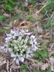Allium cyrillii