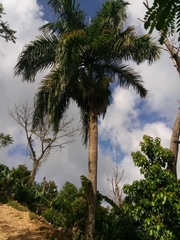 Roystonea borinquena