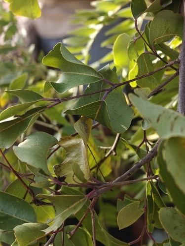 Terminalia anogeissiana observed 2026-08-28