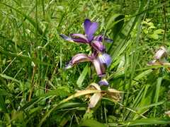 Iris graminea