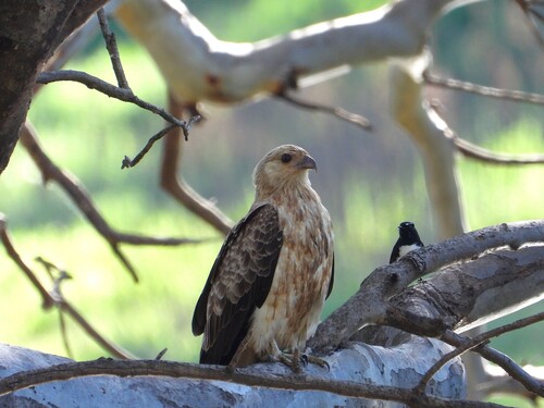 Whistling Kite