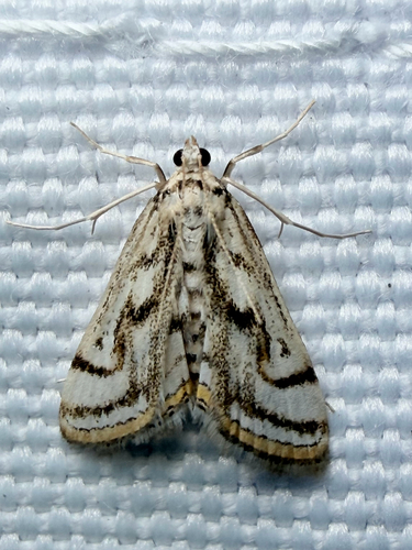Chestnut-marked Pondweed Moth (Parapoynx badiusalis)