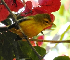 Vireo hypochryseus