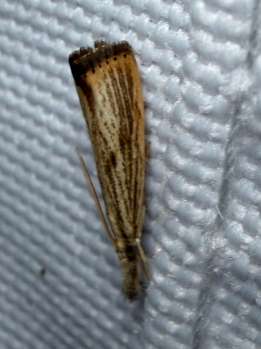 Lesser Vagabond Sod Webworm Moth (Agriphila ruricolellus)