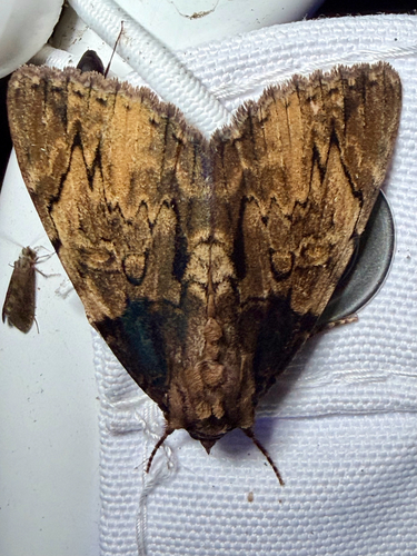 Clouded Underwing (Catocala nebulosa)