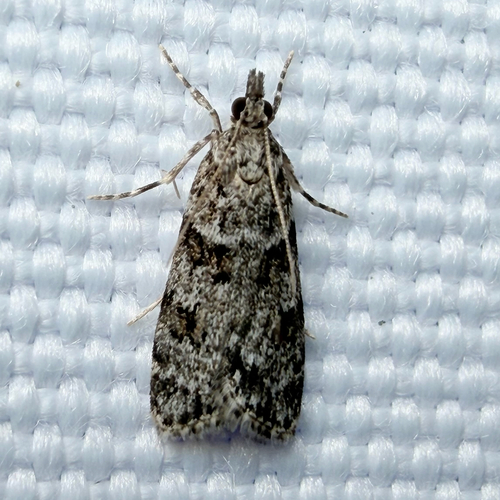 Double-striped Scoparia Moth (Scoparia biplagialis)