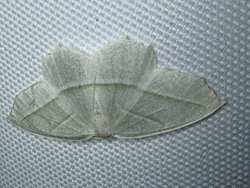 Pale Beauty (Campaea perlata)