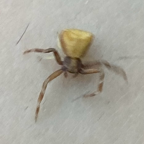 Pistius truncatus