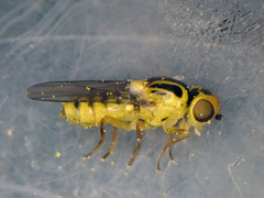 Chlorops hypostigma