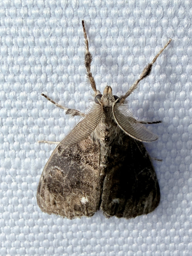 Definite Tussock Moth (Orgyia definita)