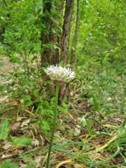 Allium cyrillii
