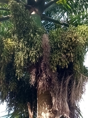 Roystonea borinquena