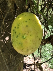 Passiflora edulis flavicarpa