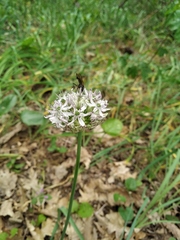 Allium cyrillii