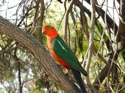 Australian King Parrot