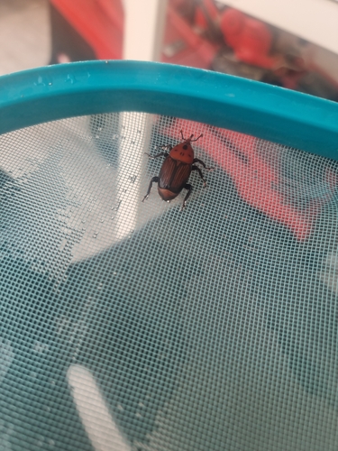 Red Palm Weevil