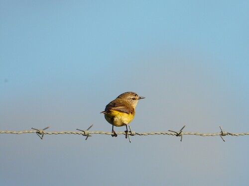 Yellow-rumped Thornbill