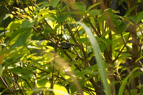 Yellow-cheeked Tit
