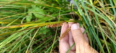 Carex rostrata, photograph (c) Полина Полежанкина, some rights reserved (CC BY)