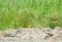 Motacilla flava thunbergi