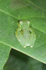 Sachatamia albomaculata