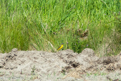 Motacilla flava thunbergi