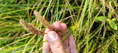 Carex rostrata, photograph (c) Полина Полежанкина, some rights reserved (CC BY)