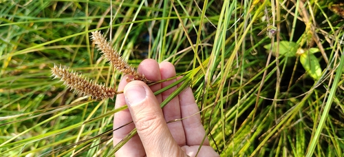 Carex rostrata, photograph 5