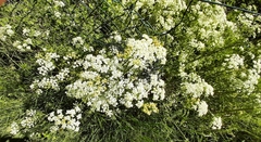 Anthriscus sylvestris