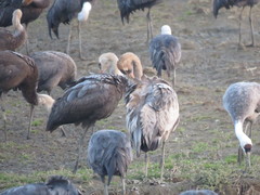 Grus grus × monacha