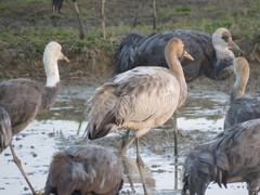 Grus grus × monacha