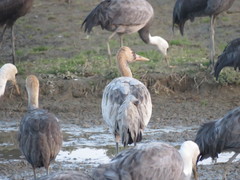 Grus grus × monacha