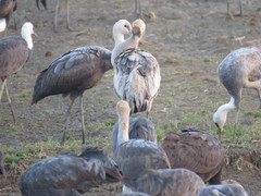 Grus grus × monacha