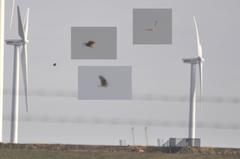 Buteo rufinus