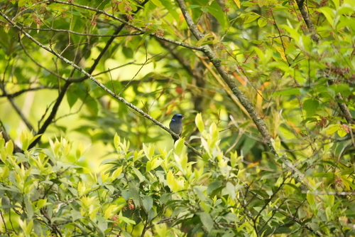 Small Niltava