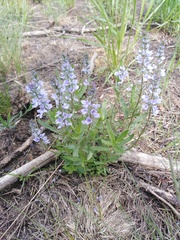 Veronica austriaca dentata
