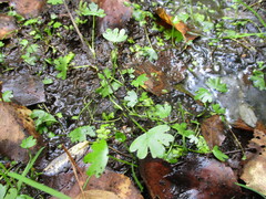 Ranunculus hyperboreus, photograph author not stated, no rights reserved