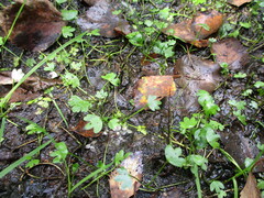 Ranunculus hyperboreus, photograph author not stated, no rights reserved
