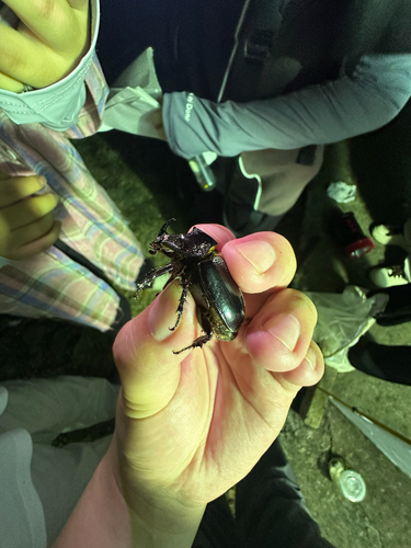 Trichogomphus mongol