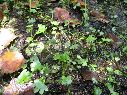 Ranunculus hyperboreus, photograph 6