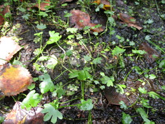 Ranunculus hyperboreus, photograph author not stated, no rights reserved