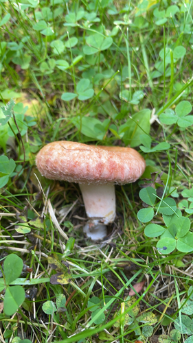 Woolly Milkcap
