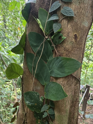 Rhaphidophora korthalsii observed 2026-08-24