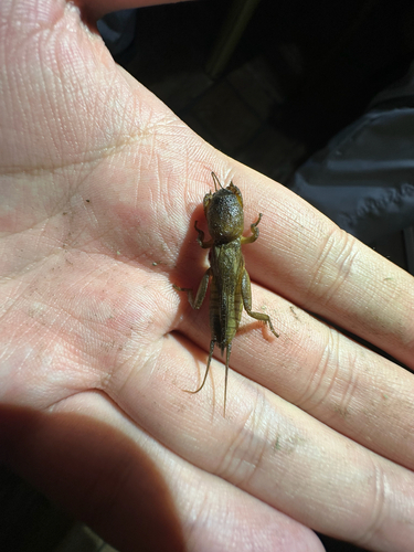 Oriental Mole Cricket
