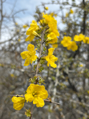 Rhigozum zambesiacum, photograph (c) Rebecca Ryen-Stols, some rights reserved (CC BY-SA)