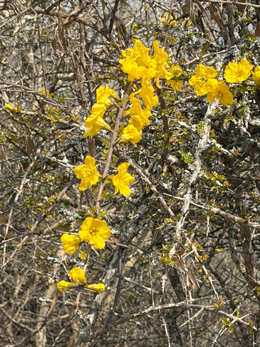 Rhigozum zambesiacum, photograph 3