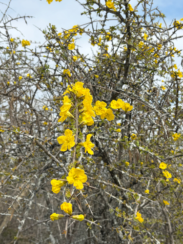 Rhigozum zambesiacum, photograph 4